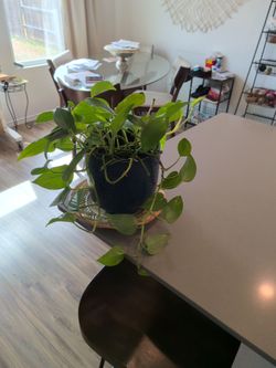Plant