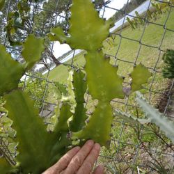  Euphorbia Cutting 1 Arm As Shown $25 - Ship $7 -Let Dry Before Planting
