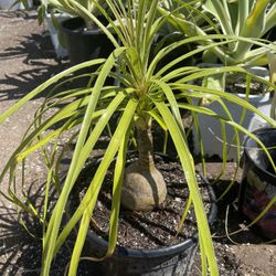 Pata De Elefante. 🐘 En Maceta De 4 Galones Su Precio Es $15