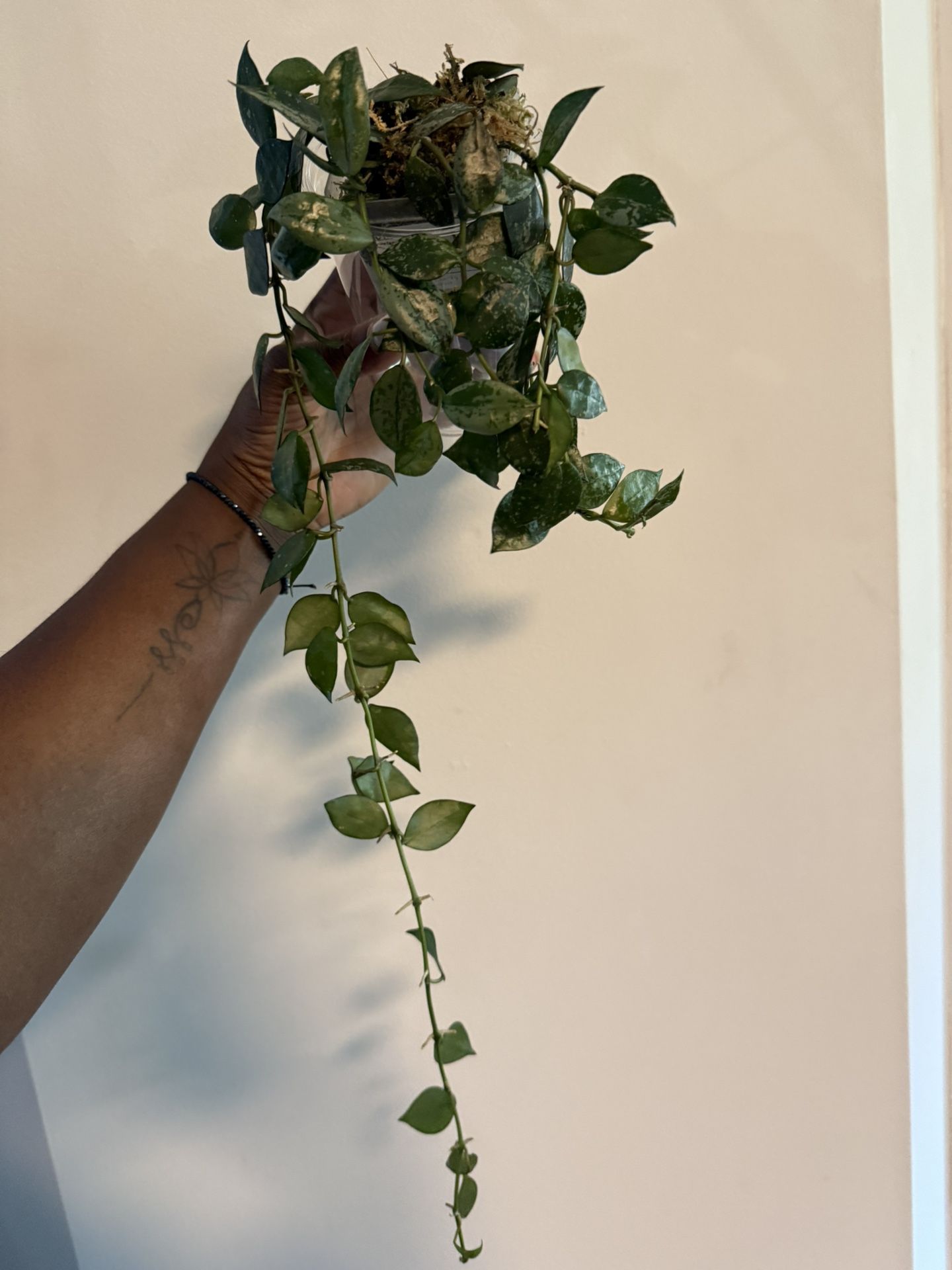 Hoya Krohniana Eskimo