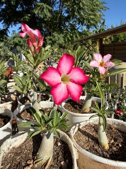 Desert Roses