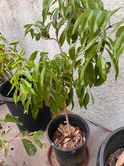 Lychee tree Brewster
