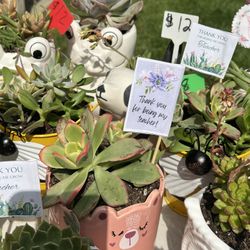 Teacher Appreciation Succulent Gifts