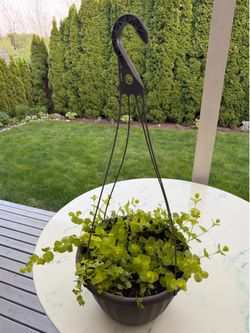 Golden Creeping Jenny ‘Aurea’ Lysimachia Nummularia (Outdoor & Indoor Live Plant)