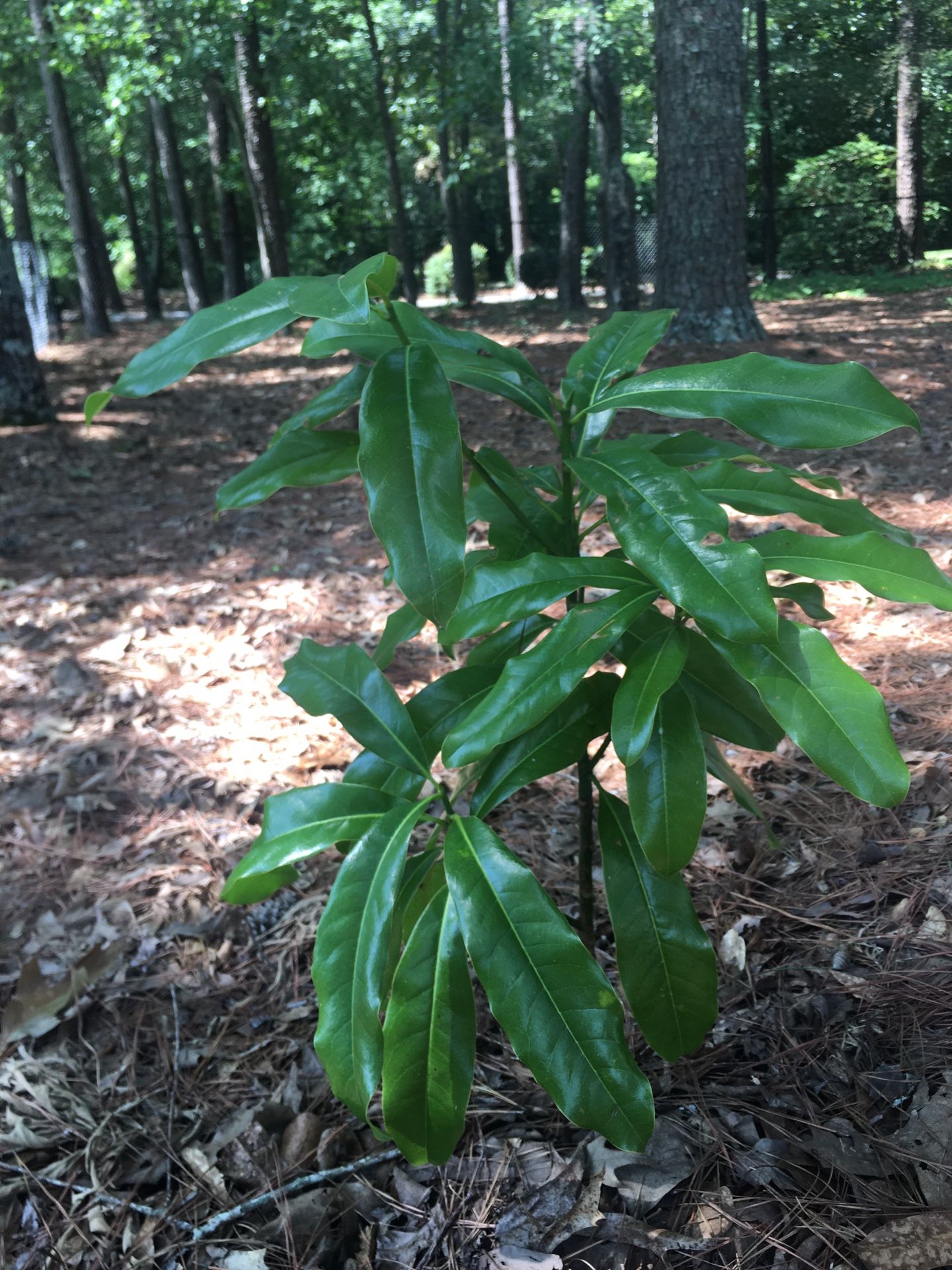 Magnolia Tree Starters