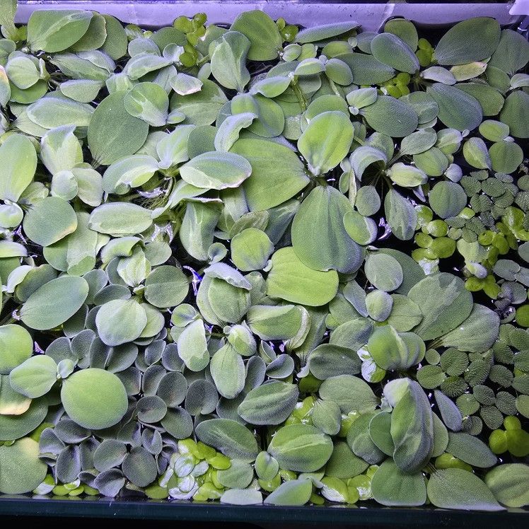 Update: 1 Bag Left: Assorted Floating Plants For Freshwater Aquarium Tank or Pond