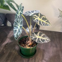 Alocasia Polly (Amazonica)