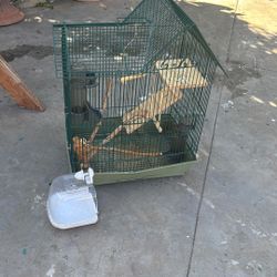 Bird Cage 
