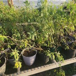 Honey Mesquite 3gallons Arbol