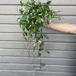 6” Long Hoya Princess Tricolor