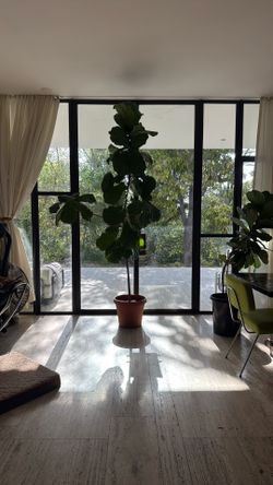 Huge Fiddle Leaf Fig Tree 10+ Ft