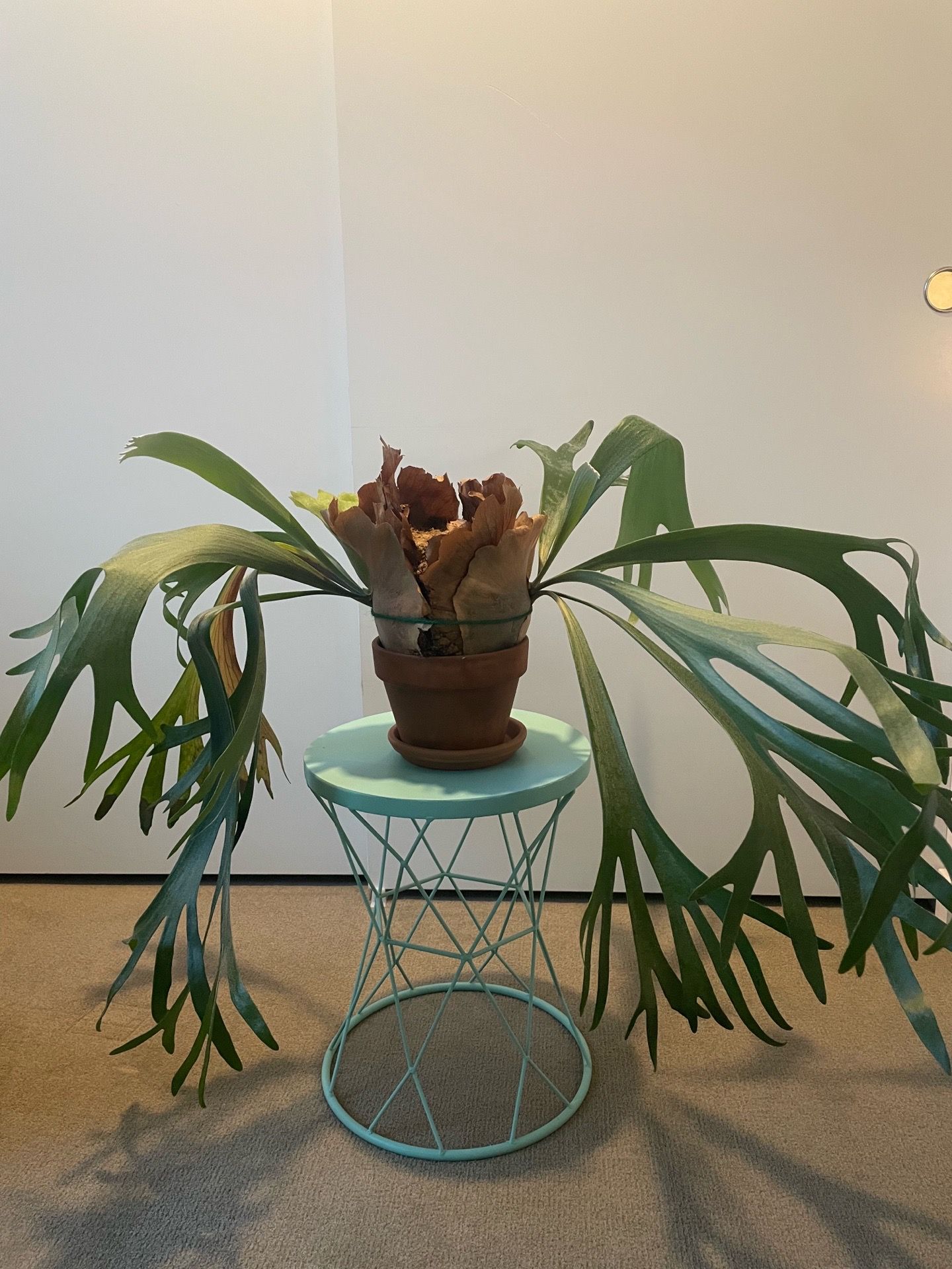 Staghorn fern