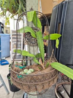 Epiphyllum Hookerie custom hanger