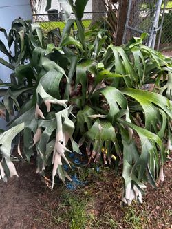 Large Mature Staghorn Fern (Platycerium bifurcatum)