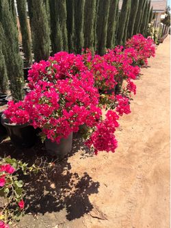 Bougainvillea 15 gallons
