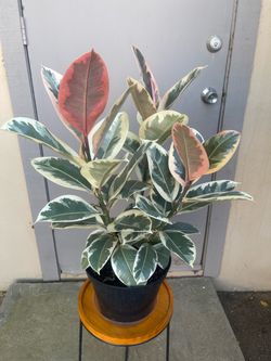 Ficus Elastica Tineke Rubber Tree House Plant 8” Pot