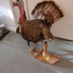 Taxidermy Turkey!! $100 Obo!!