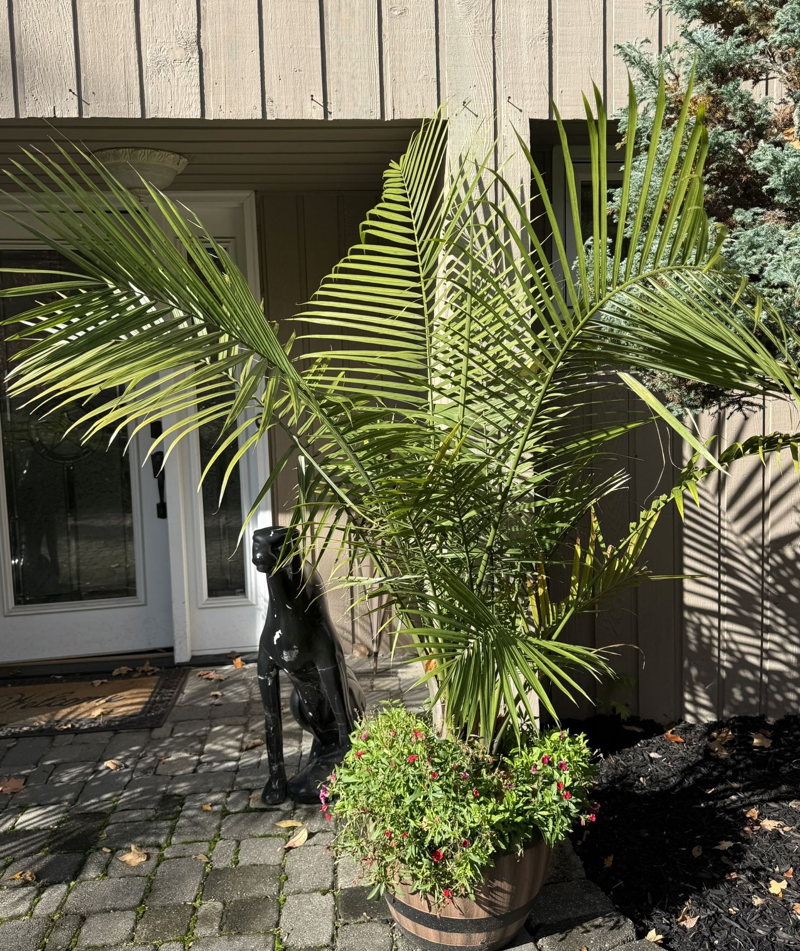 Large  Mature Majestic Palms  and Large Ferns
