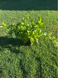 Nice plant