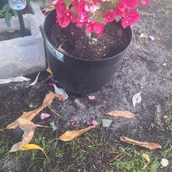 Plants For Sale 