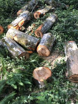 Free Alder Wood Free