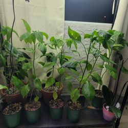 Aji Amarillo Plants