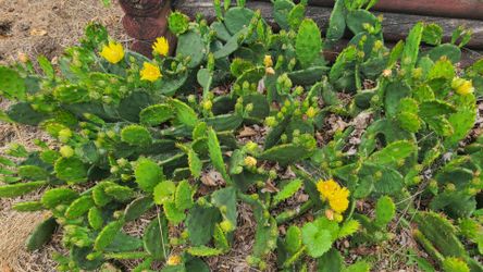 Pear cactus