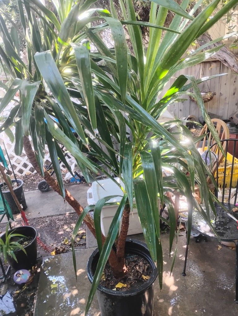 Yucca Palm Tree