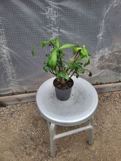 Philodendron Plant 4" Nursery Pot