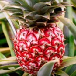 Red Mini Pineapple Fully Grown Plant 2 Gallon