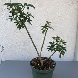 Dwarf Umbrella Tree 