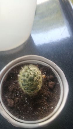 Flower pot with cactus