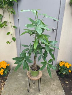 Pachira Aquatica Braided Money Tree House Plant 6” Pot