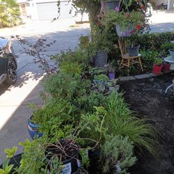 Outdoor Plants Trees and Shrubs