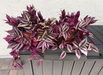 Tradescantia Zebrina Live Plant in 6inch pot