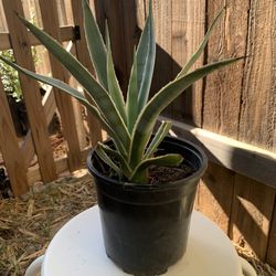 Agave Plant