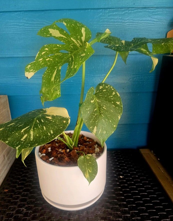 π Thai Constellation Monstera in Decorative Pot πΏ