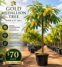 🌼🌳 Gold Medallion Tree – 15 Gallon 🌳🌼