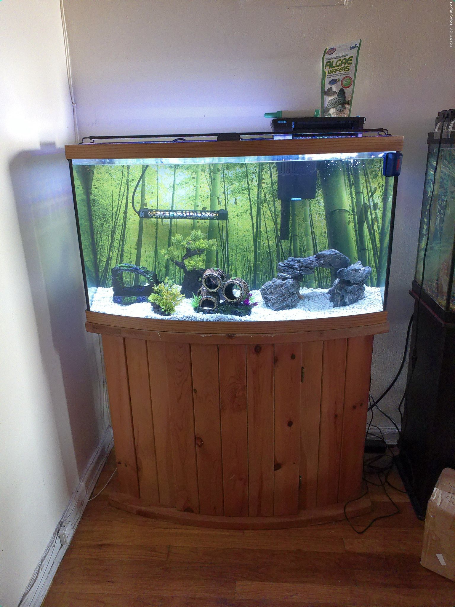 Fish Tank 