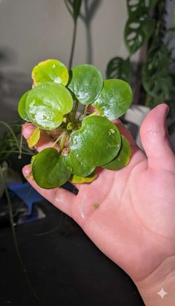 Aquarium Plants $3 Each 
