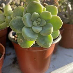 Succulents Plants 4”inch 