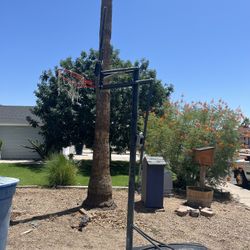 Lifetime Basketball Hoop