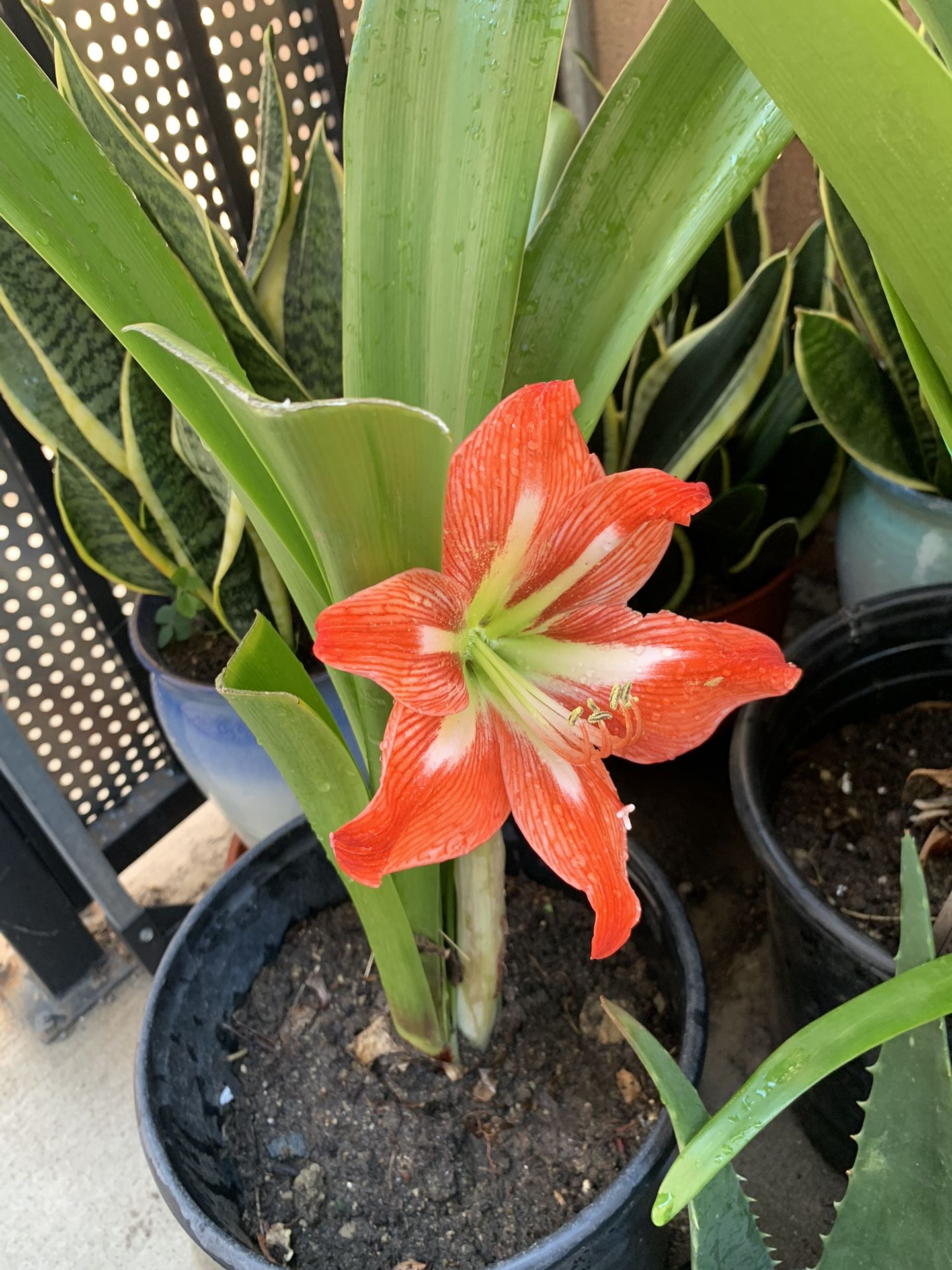 Red Amaryllis Plant