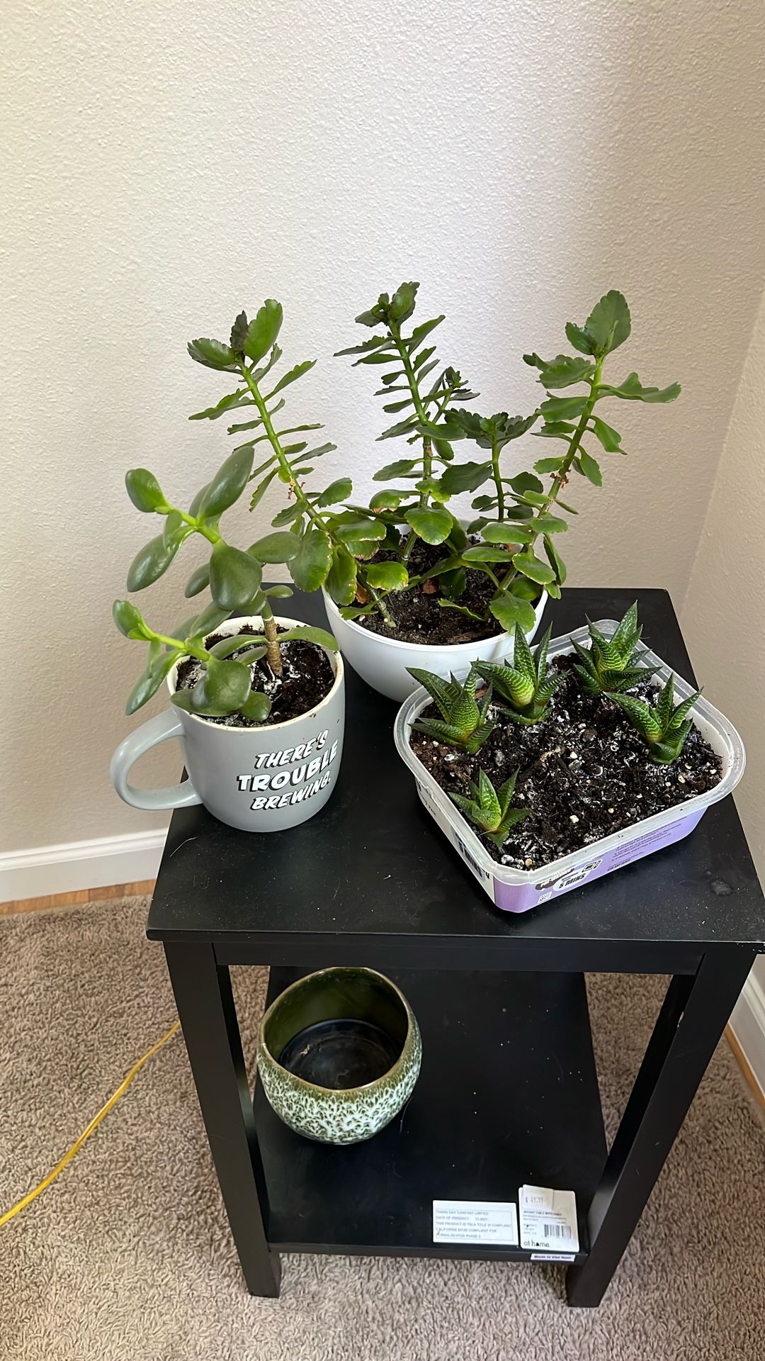 Variety Succulents