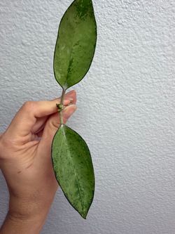 Hoya Icensis splash cutting