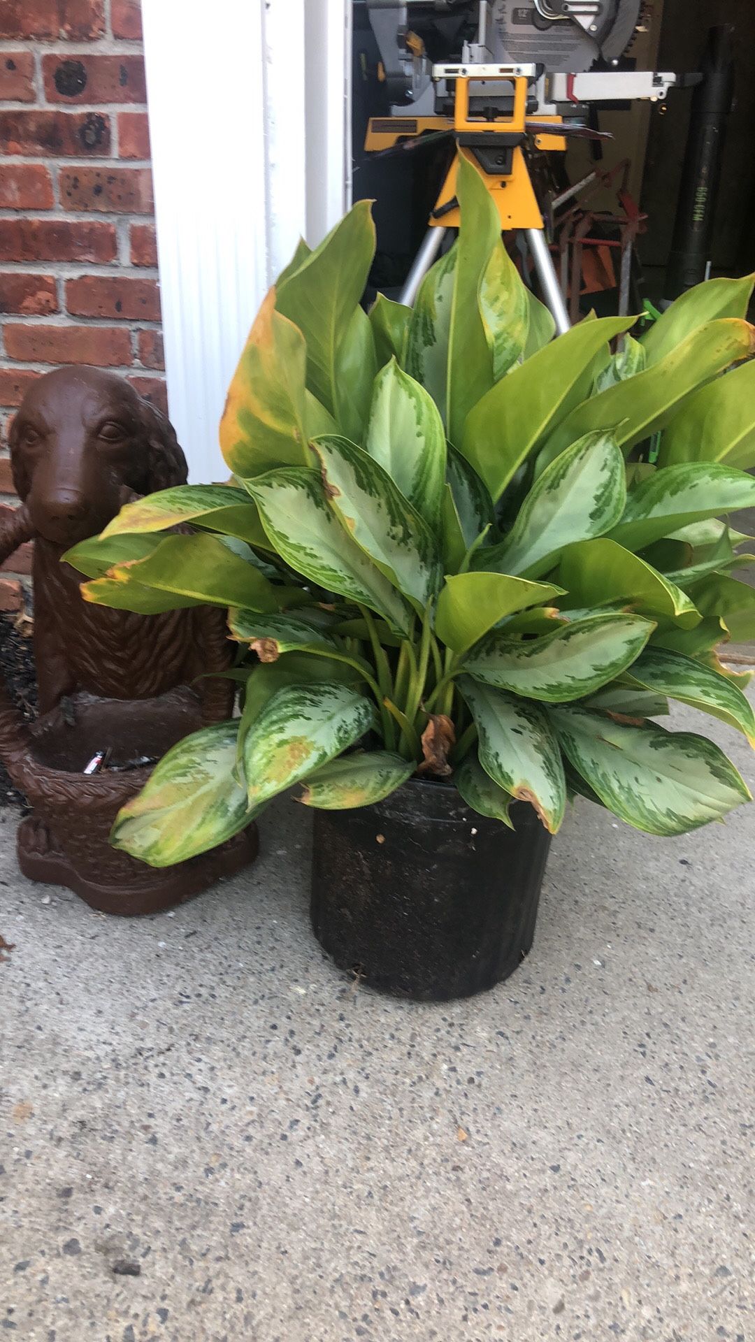 Beautiful Large Plant 