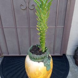 Cactus en base de porcelana 