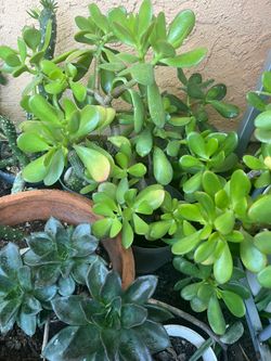 Preciosas plantas de JADE y…