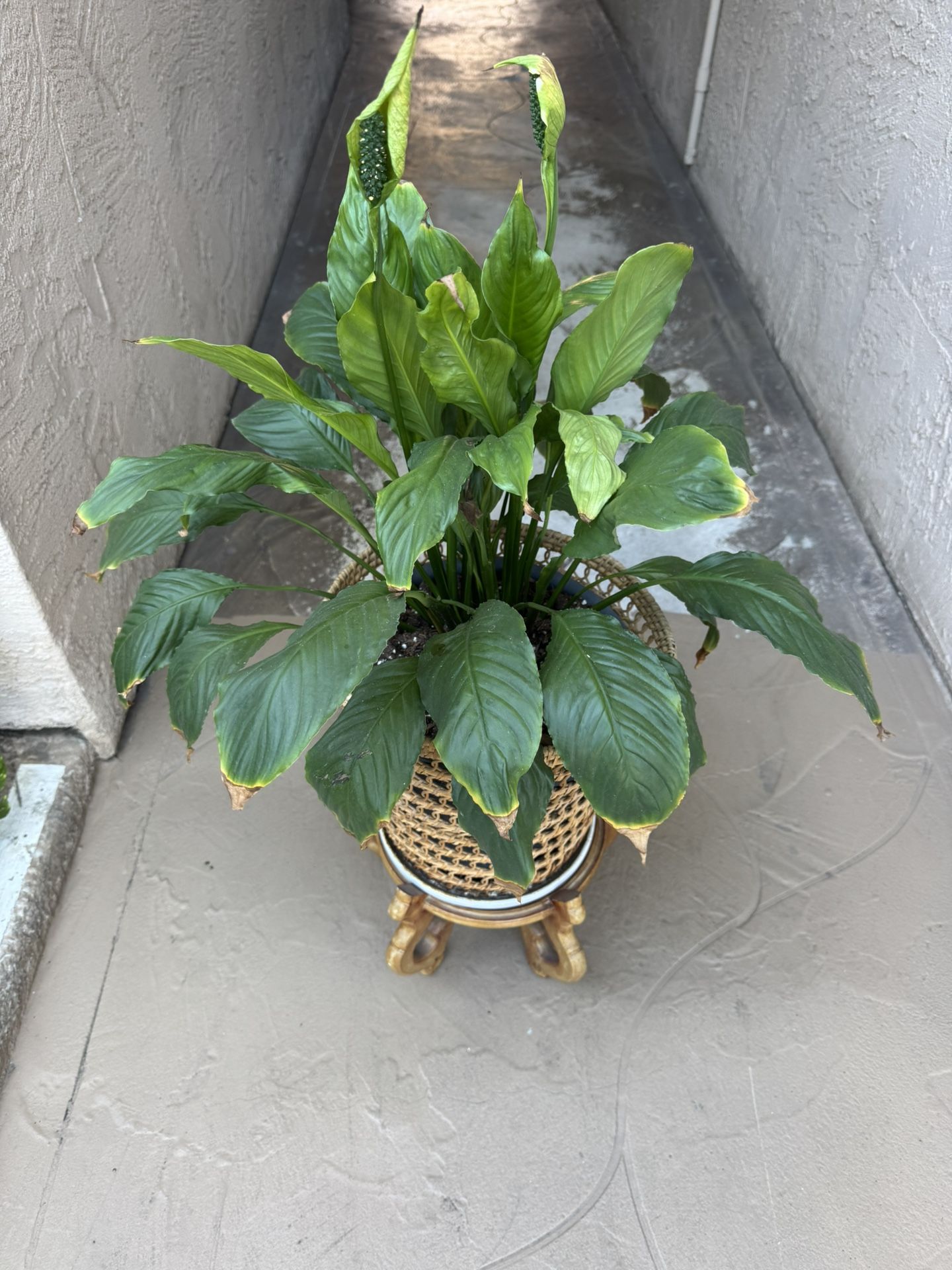 Peace Lily Plant And Pot
