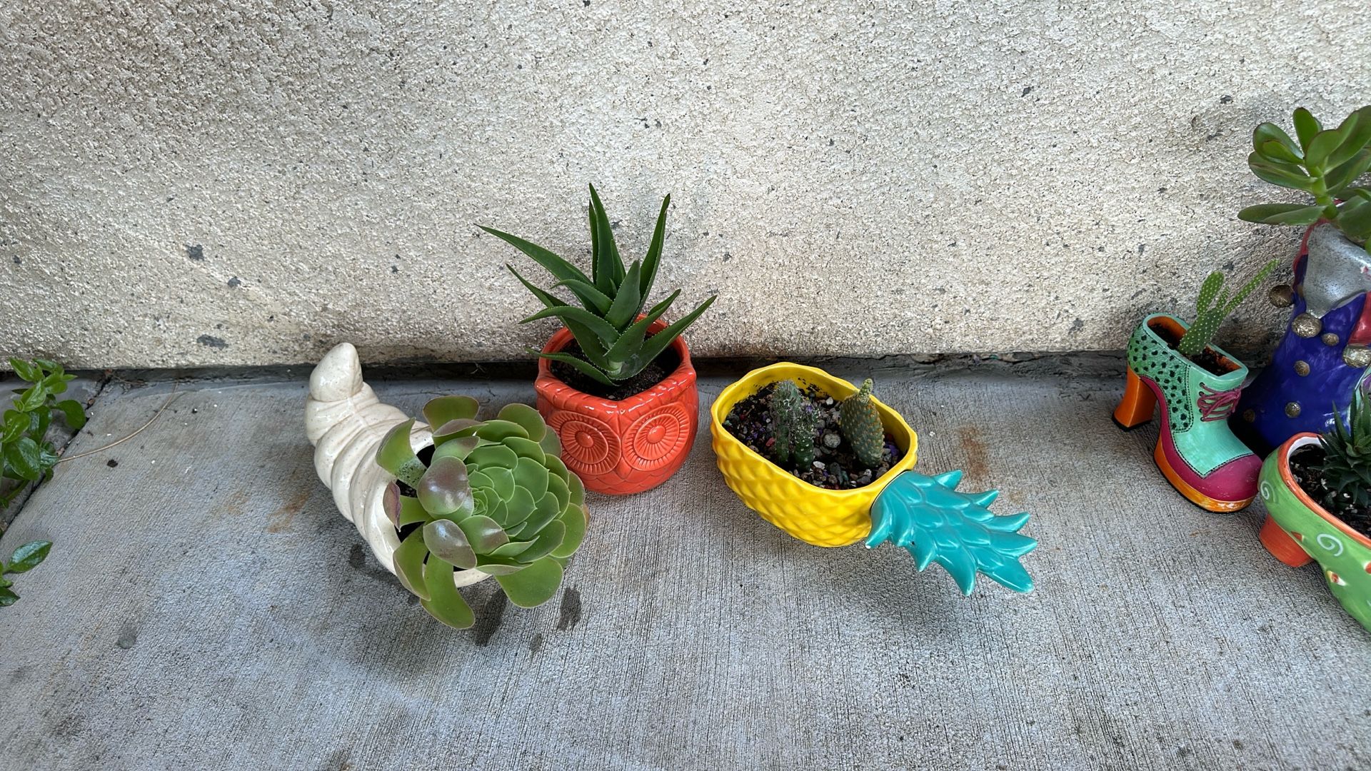 Succulents All For $ 5.00